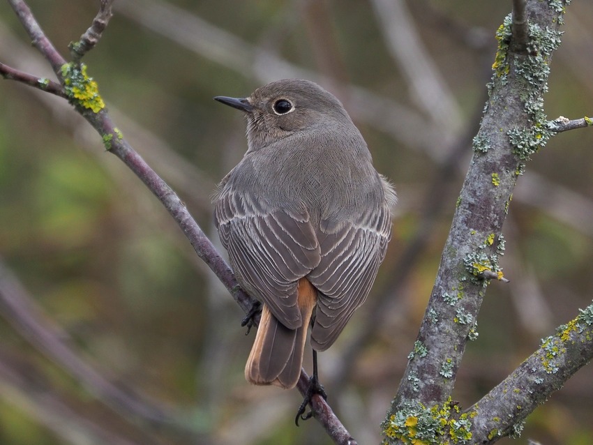 Codirosso spazzacamino (Phoenicurus ochruros)